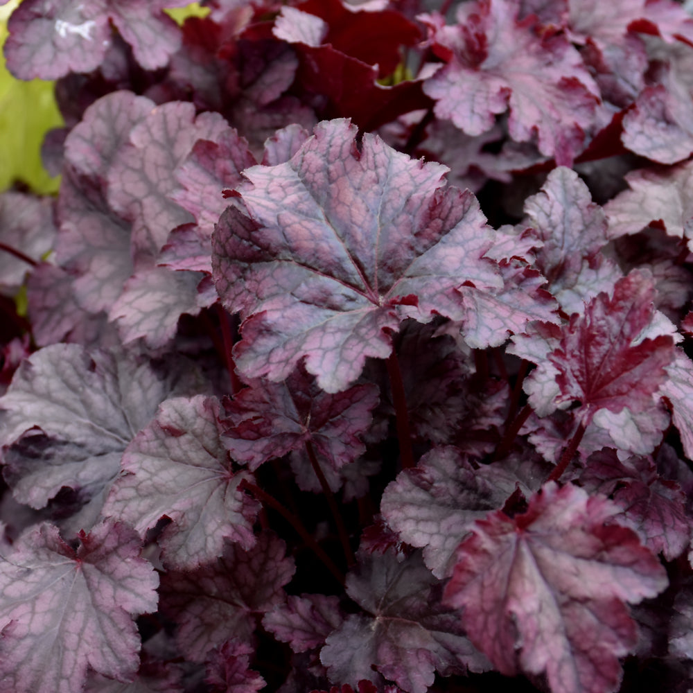 HEUCHERA PLUM PUDDING