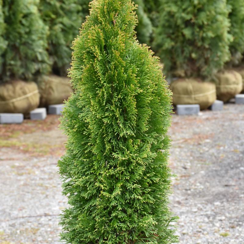 CEDAR EMERALD PETITE