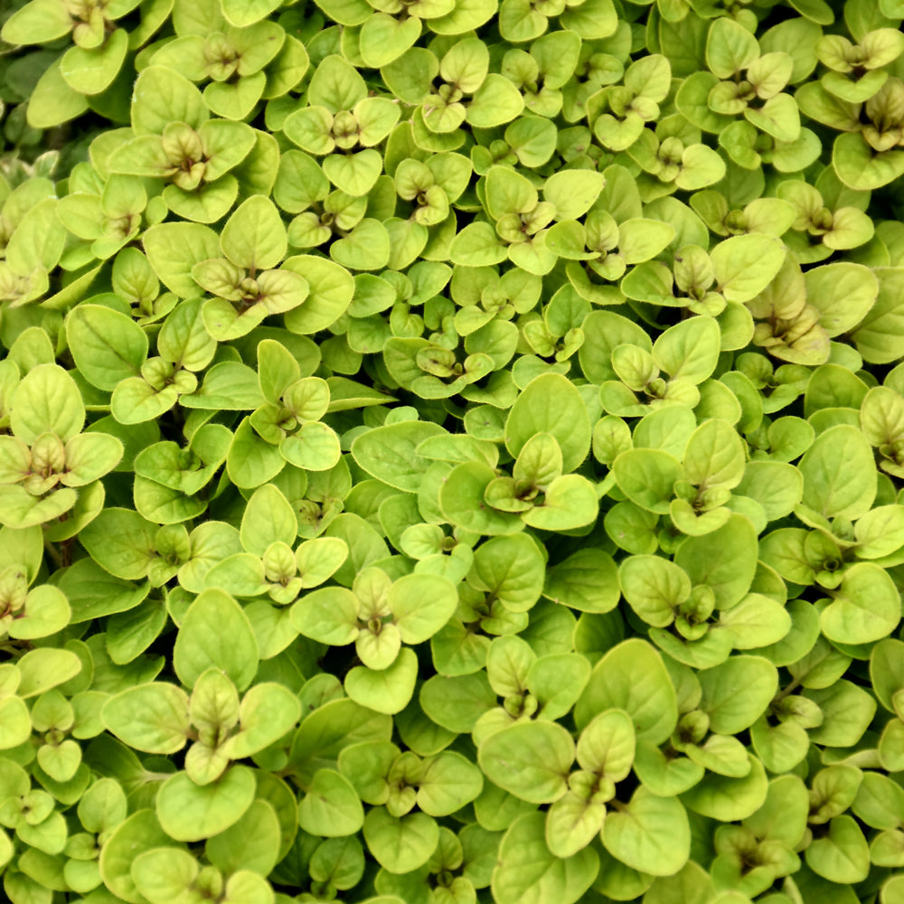 ORIGANUM AUREUM