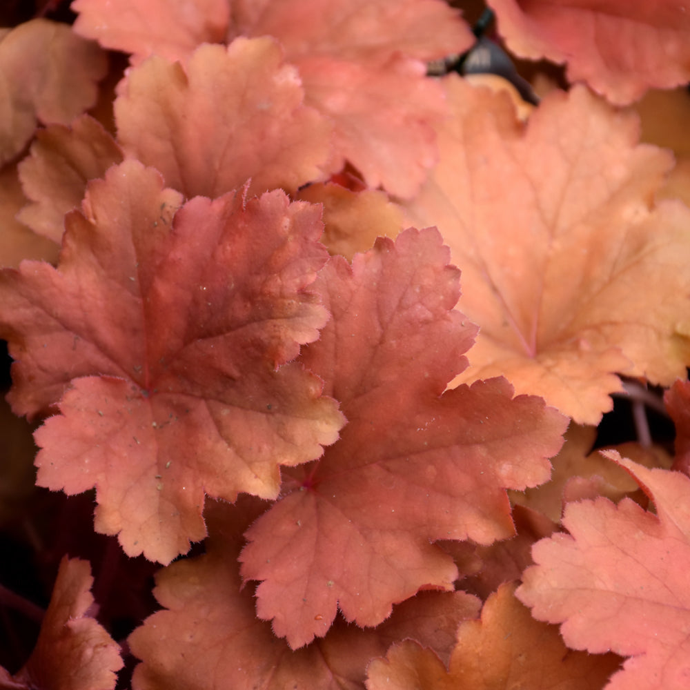 HEUCHERA RIO