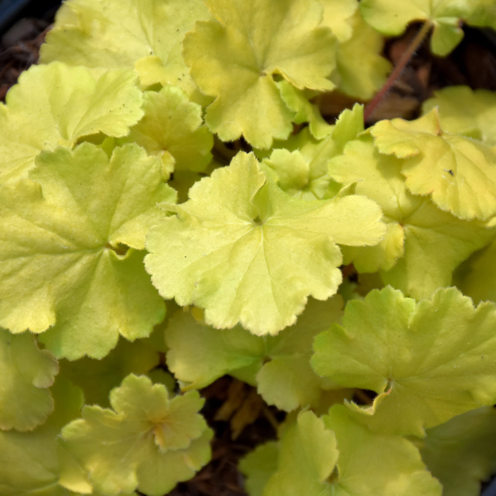 HEUCHERA NORTHERN EXPOSURE LIME