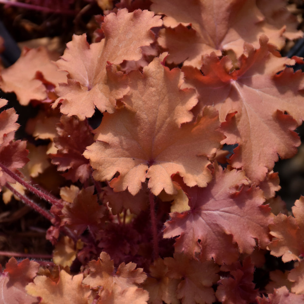 HEUCHERA PEACH CRISP