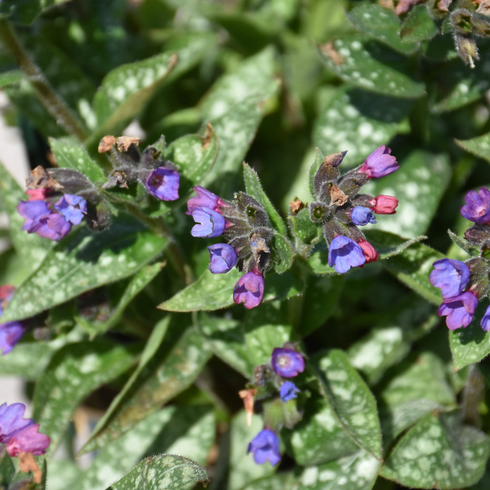 PULMONARIA SPOT ON