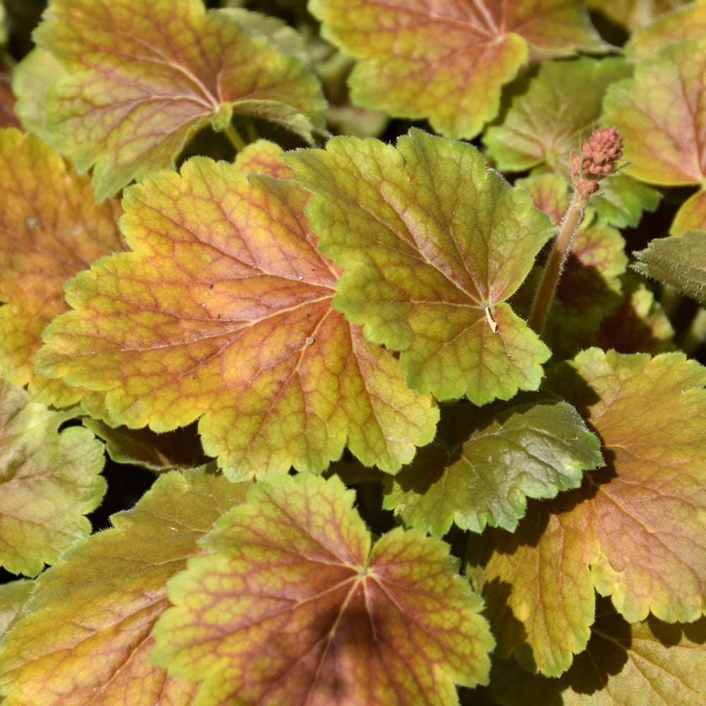 HEUCHERA NORTHERN EXPOSURE SIENNA