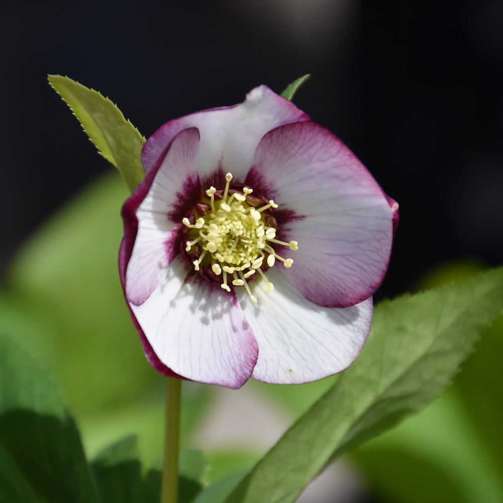 HELLEBORUS FRENCH KISS