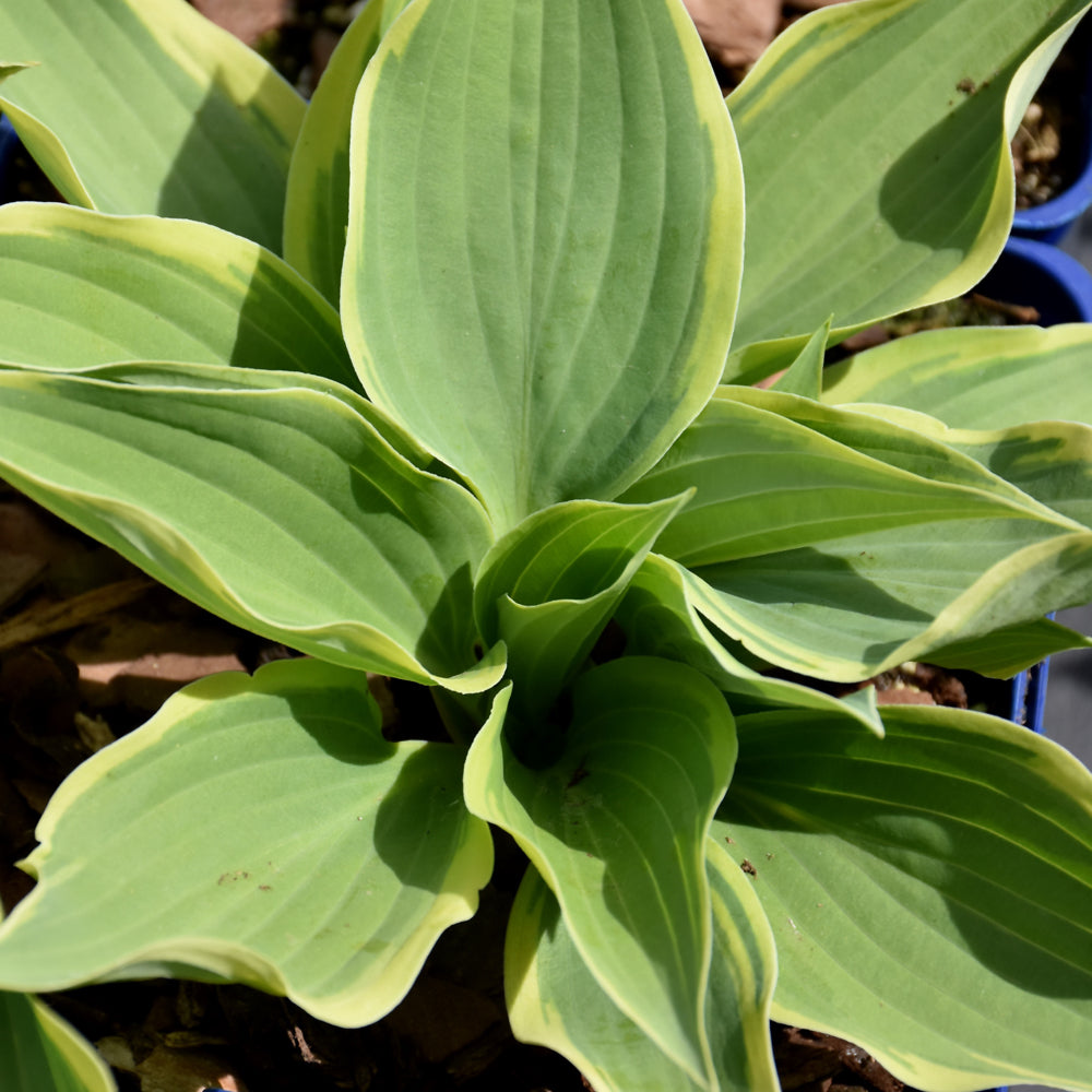 HOSTA SILK ROAD