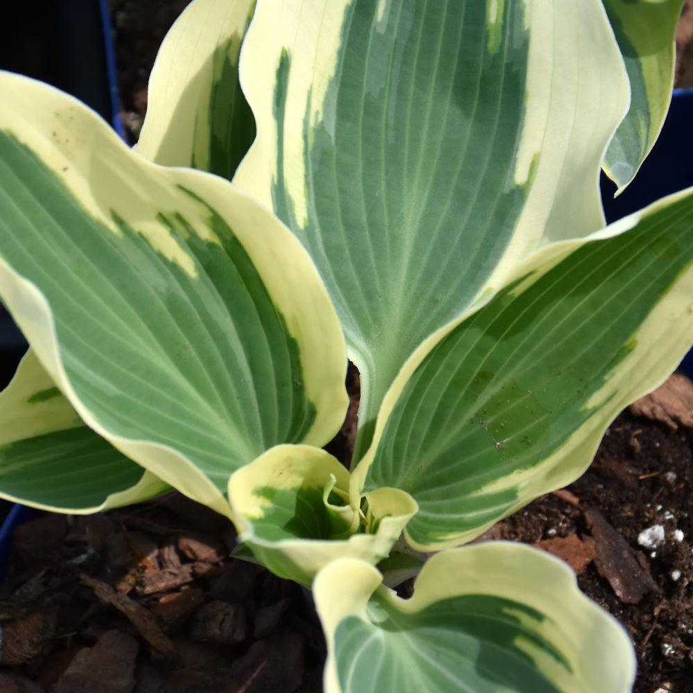 HOSTA FIRN LINE