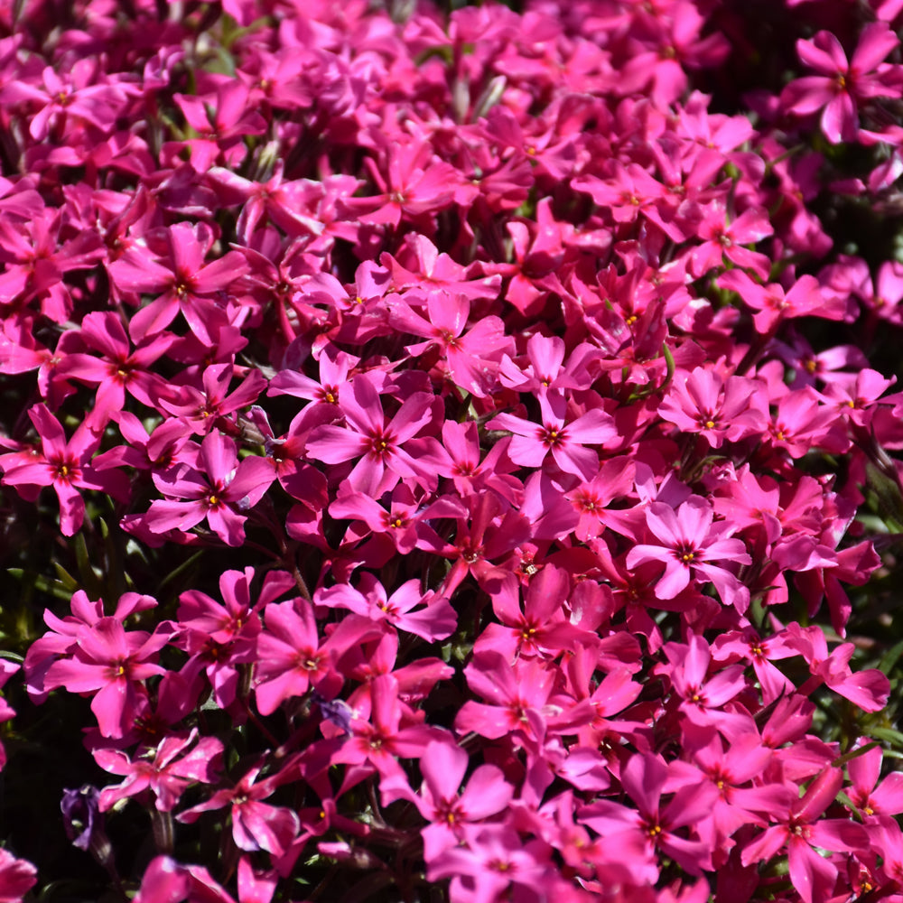 PHLOX SCARLET FLAME
