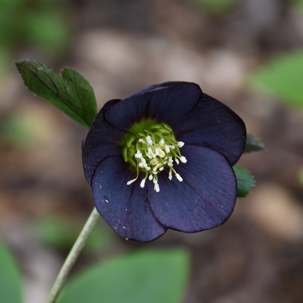 HELLEBORUS NEW YORK NIGHT