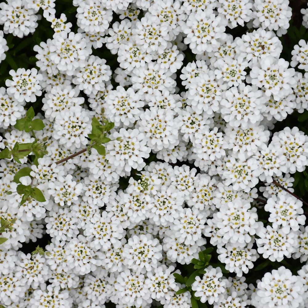 IBERIS SNOWFLAKE