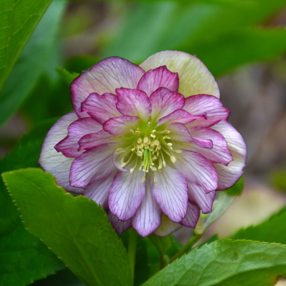 HELLEBORUS BLUSHING BRIDESMAID