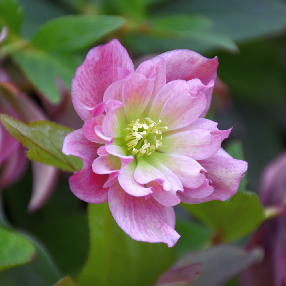 HELLEBORUS MAID OF HONOR