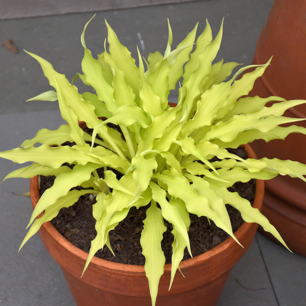 HOSTA WIGGLES AND SQUIGGLES