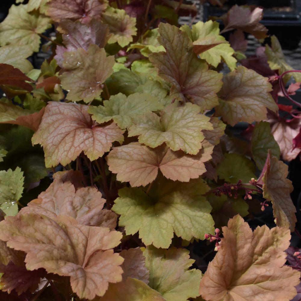 HEUCHERA BIG TOP CARAMEL APPLE