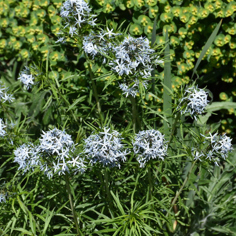 AMSONIA BUTTERSCOTCH