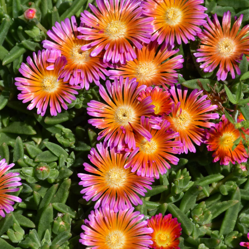 DELOSPERMA OCEAN SUNSET ORANGE GLOW