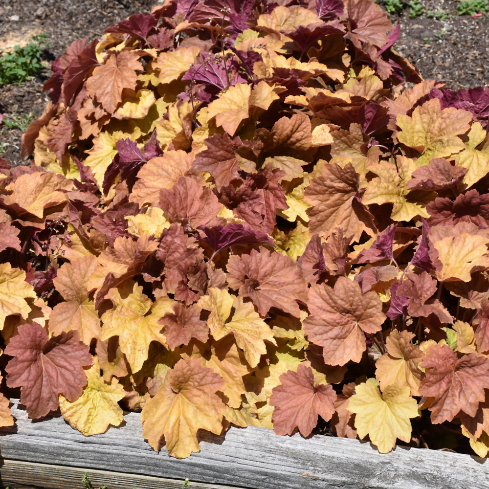 HEUCHERA BIG TOP CARAMEL APPLE