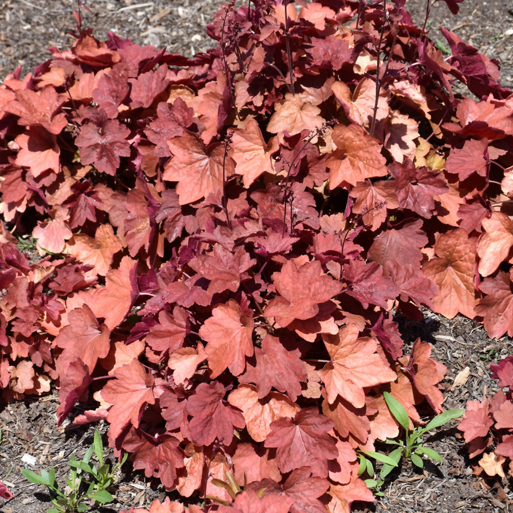 HEUCHERA CARNIVAL CINNAMON STICK