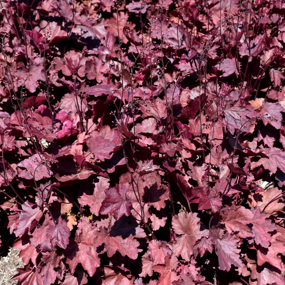 HEUCHERA CARNIVAL BURGUNDY BLAST