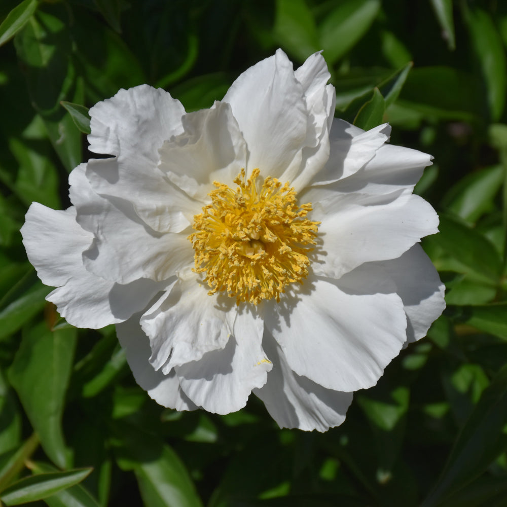 PAEONIA KRINKLED WHITE
