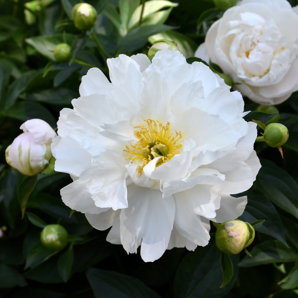 PAEONIA MISS AMERICA