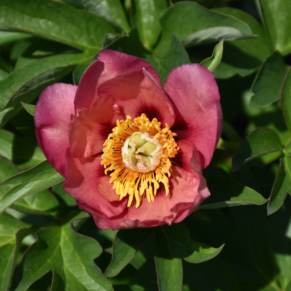 PAEONIA OLD ROSE DANDY