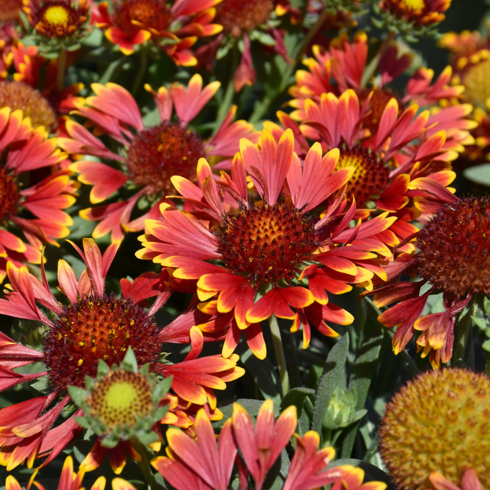 GAILLARDIA SPINTOP ORANGE