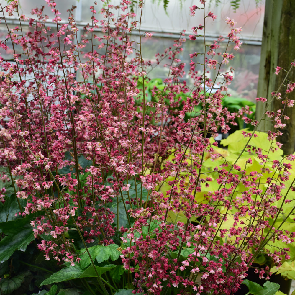 HEUCHERA BERRY TIMELESS