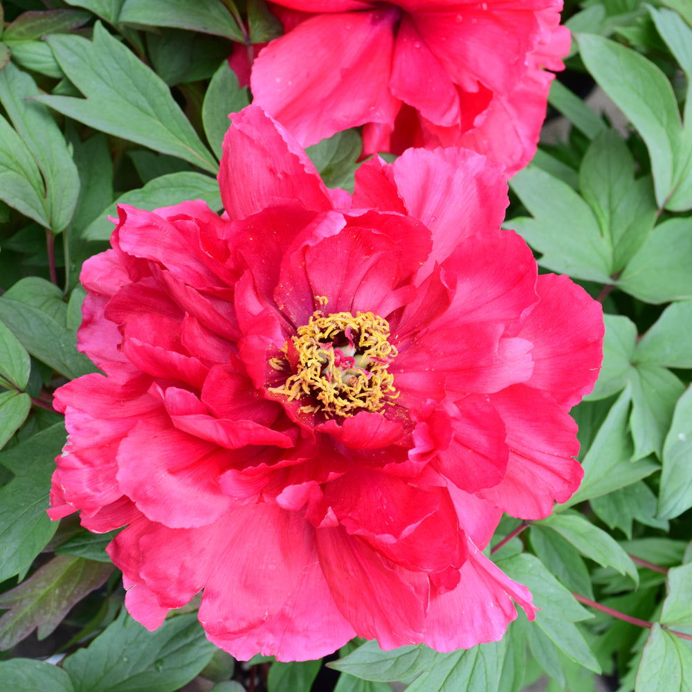PAEONIA HOKI