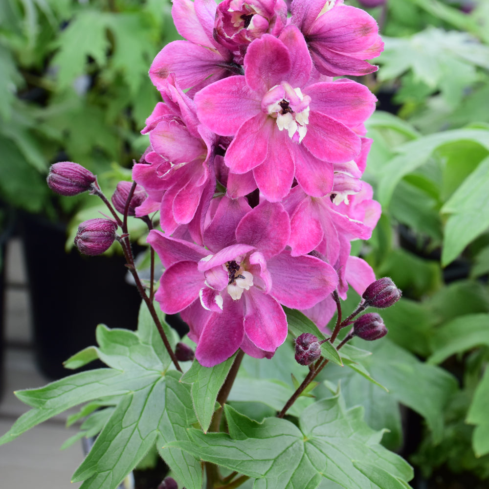DELPHINIUM ROSE/WHITE BEE