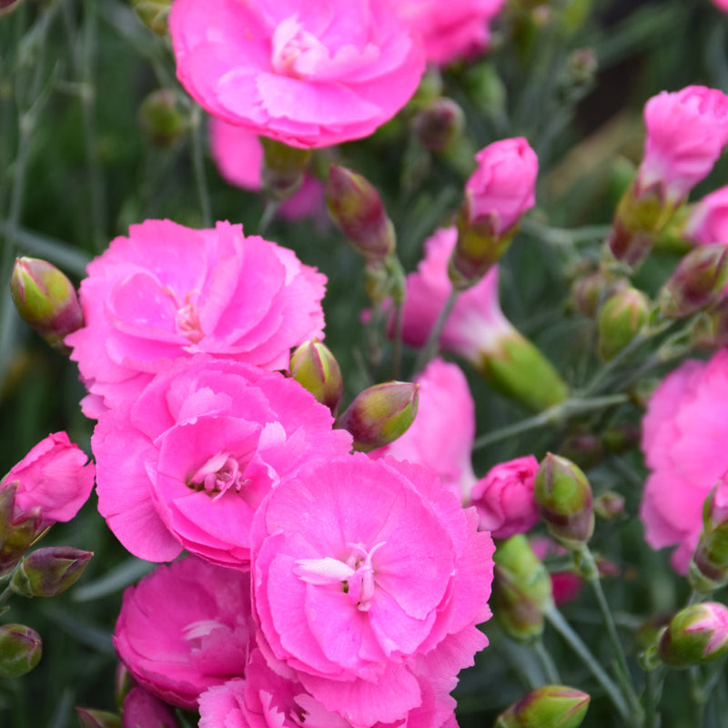 DIANTHUS SWEETIE PIE