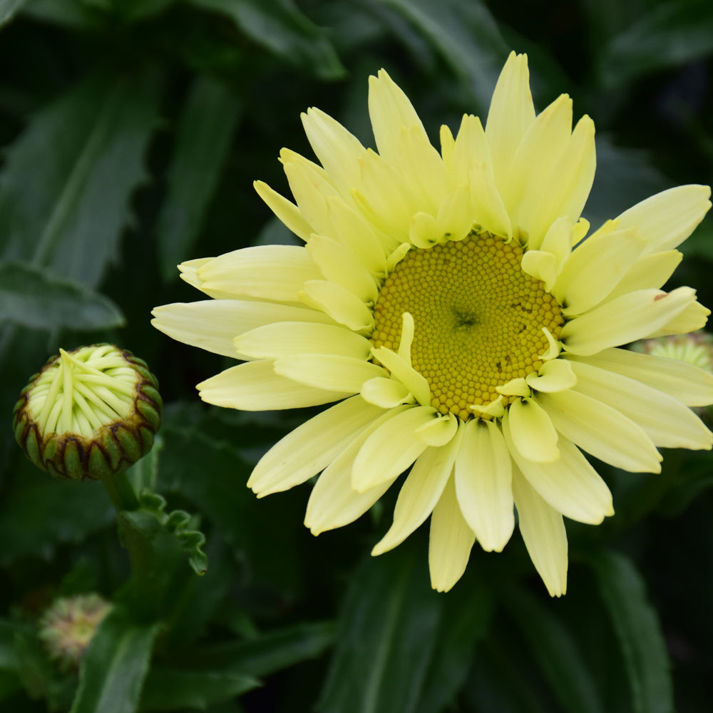 LEUCANTHEMUM BANANA CREAM