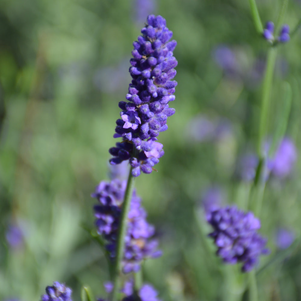 LAVANDULA SWEET ROMANCE