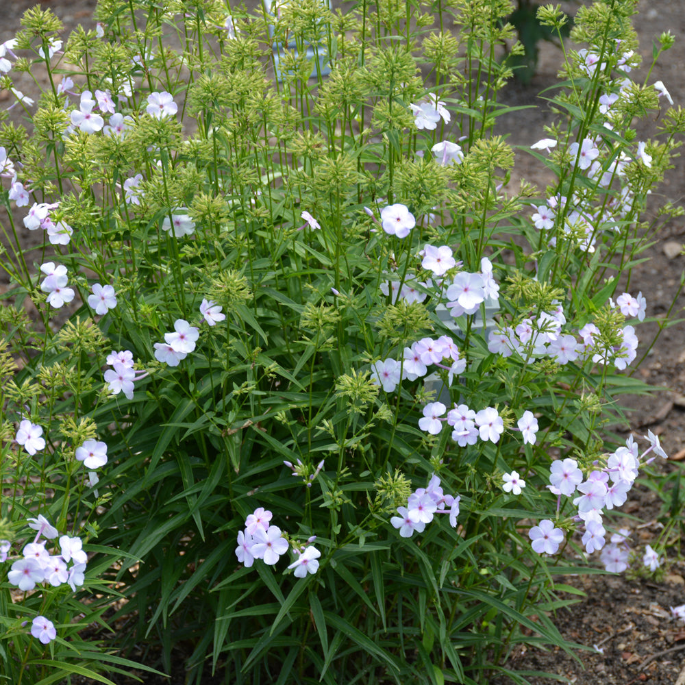 PHLOX FASHIONABLY EARLY LAVENDER ICE