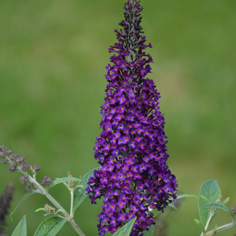 BUDDLEIA MONARCH DARK DYNASTY