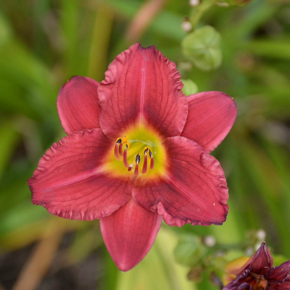 HEMEROCALLIS PARDON ME