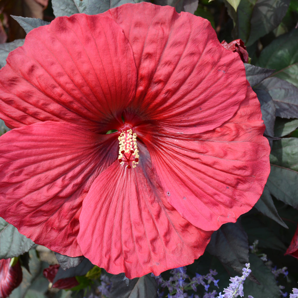 HIBISCUS HOLY GRAIL