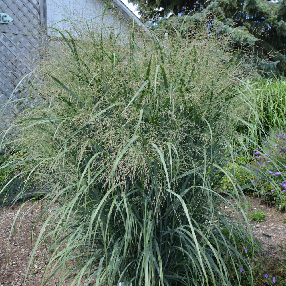 PANICUM NORTHWIND