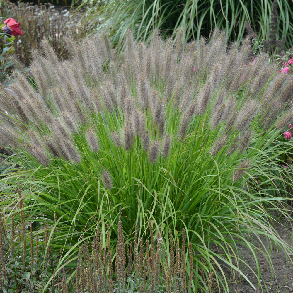 PENNISETUM PUPPY LOVE