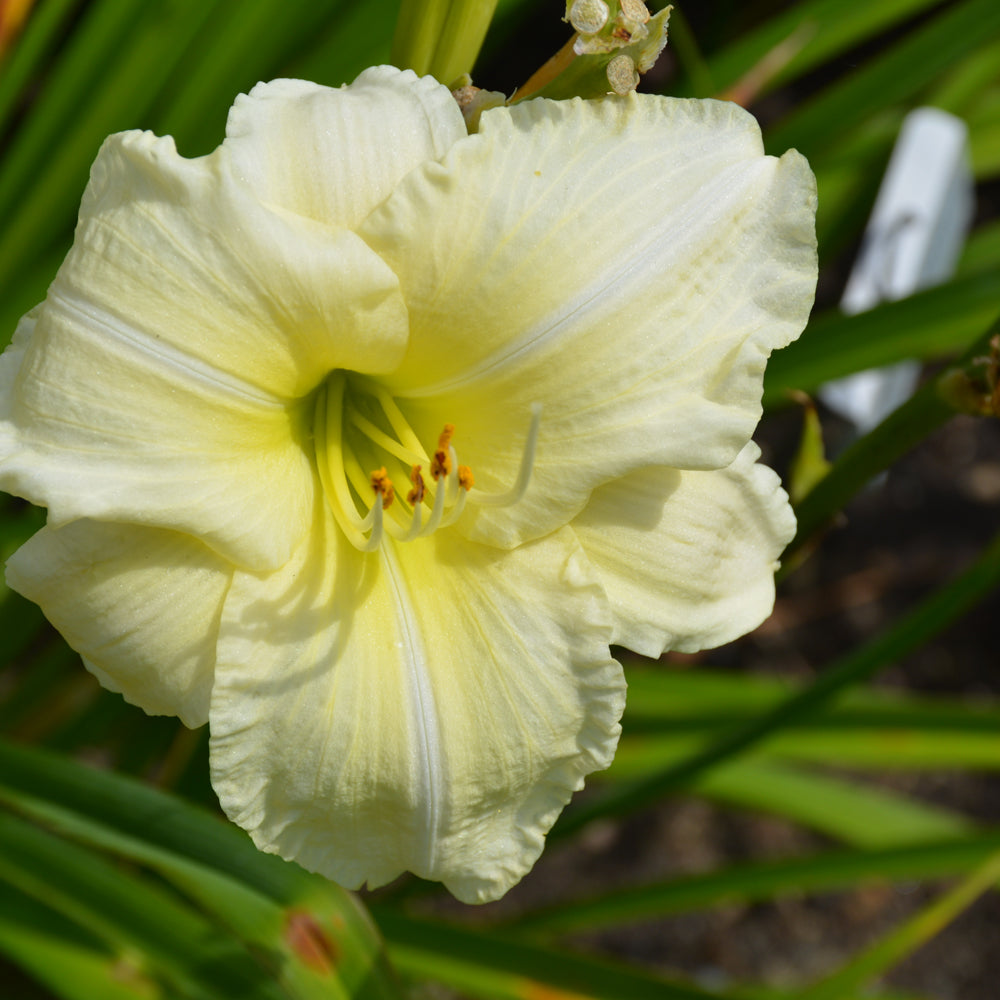 HEMEROCALLIS JOAN SENIOR