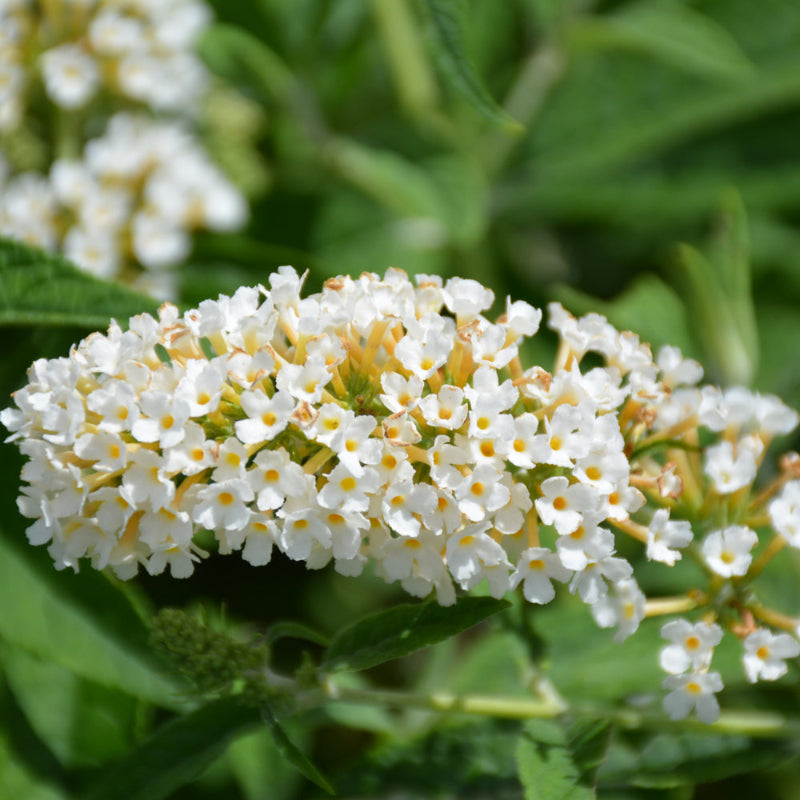 BUDDLEIA HUMDINGER LITTLE ANGEL