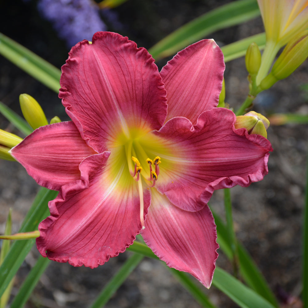 HEMEROCALLIS ROMANTIC RETURNS