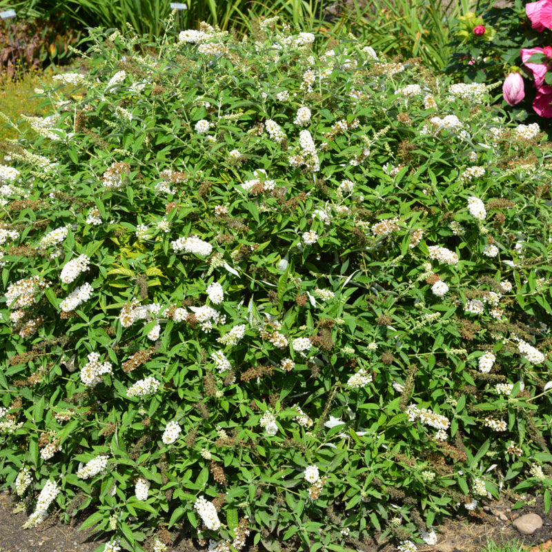 BUDDLEIA HUMDINGER LITTLE ANGEL