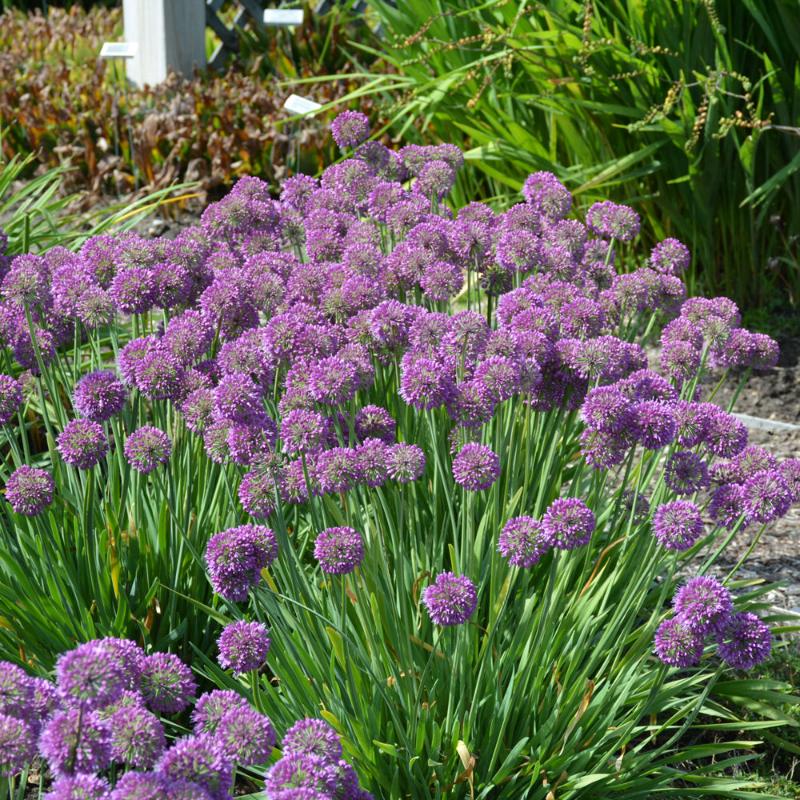 ALLIUM LAVENDER BUBBLES