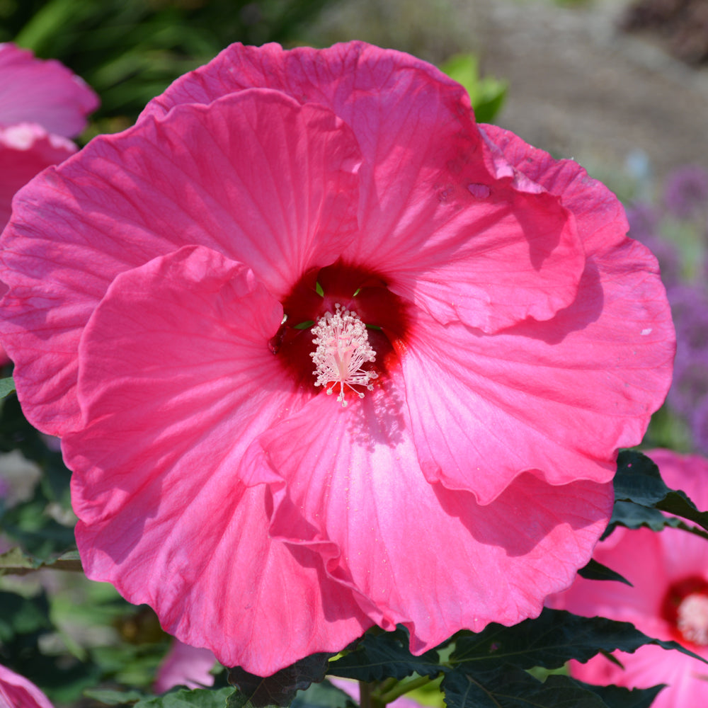 HIBISCUS AIRBRUSH EFFECT