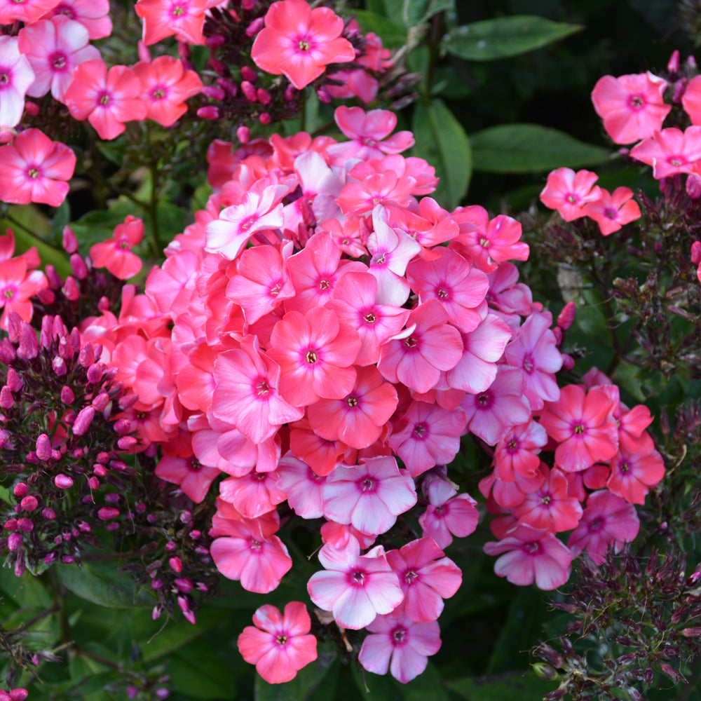PHLOX GLAMOUR GIRL