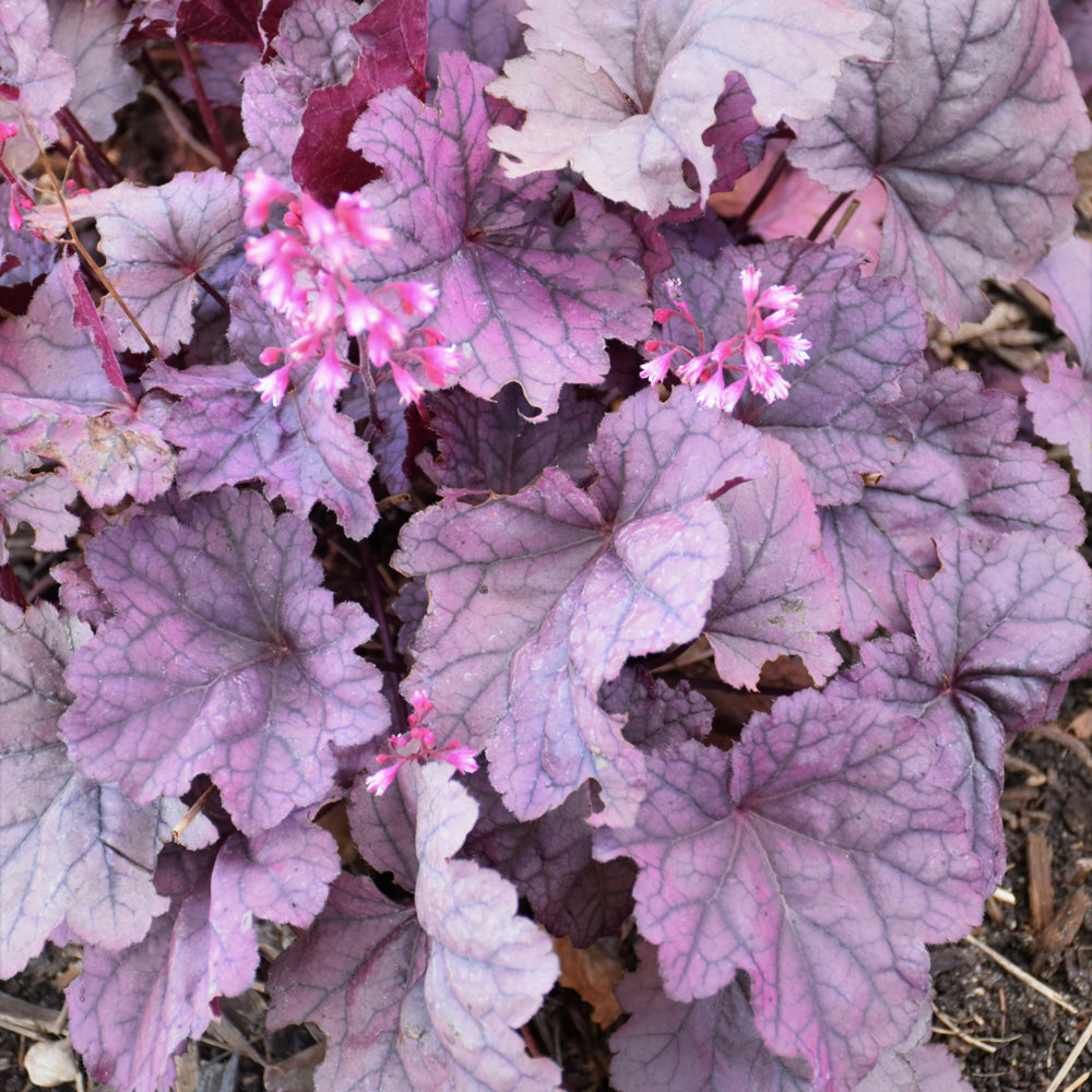 HEUCHERA PINK PANTHER