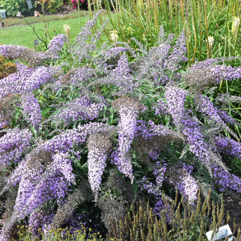 BUDDLEIA GRAND CASCADE