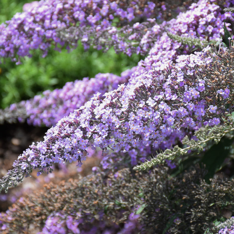 BUDDLEIA GRAND CASCADE