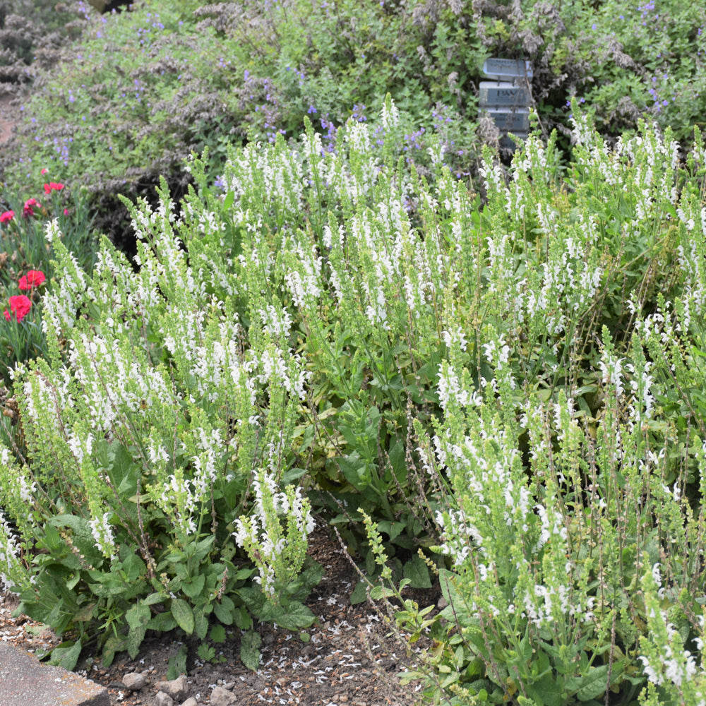 SALVIA WHITE PROFUSION